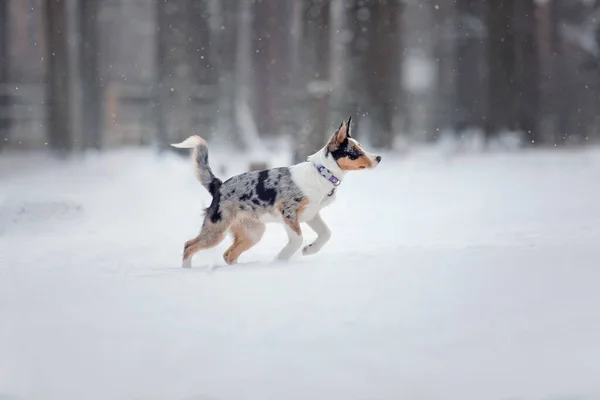 Cachorro Collie Fronterizo Jugando Bosque Invierno Paisaje Nevado — Foto de Stock