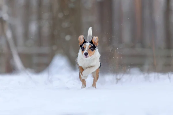 Border Collie Puppy Spelen Het Winterbos Zwervend Landschap — Stockfoto