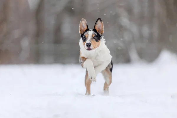 Border Collie Kiskutya Játszik Téli Erdőben Havazó Táj — Stock Fotó