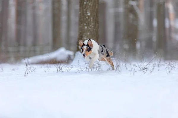 Cachorro Collie Fronterizo Jugando Bosque Invierno Paisaje Nevado — Foto de Stock