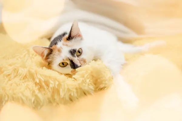 Gato Xadrez Amarelo Brilhante — Fotografia de Stock