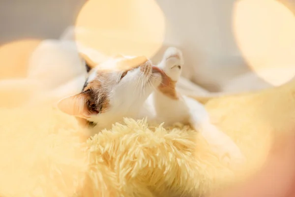 Gato Xadrez Amarelo Brilhante — Fotografia de Stock