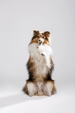 Beyaz arka planda Sheltie dog (shetland çoban köpeği)