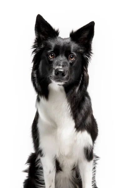 Gräns Collie Hund Isolerad Vit Bakgrund — Stockfoto