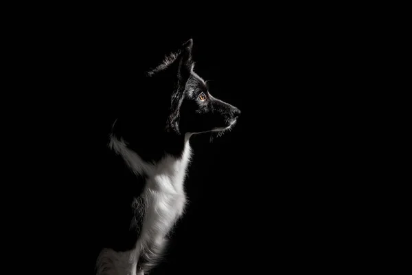 黑色背景的边境牧羊犬 — 图库照片