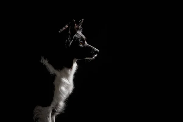 黒い背景のボーダーコリー犬 — ストック写真