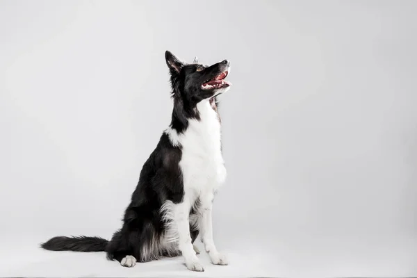 Border Collie Perro Sobre Fondo Blanco — Foto de Stock