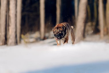 Karda koşan Belçikalı çoban köpeği. Kış ormanındaki köpek.