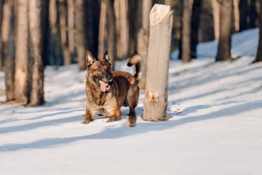 Karda koşan Belçikalı çoban köpeği. Kış ormanındaki köpek.