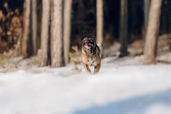 Pastor Belga Malinois Cão Correndo Neve Cão Floresta Inverno — Fotografia de Stock