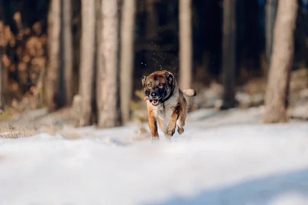 Бельгийская Овчарка Малинуа Бегает Снегу Собака Зимнем Лесу — стоковое фото