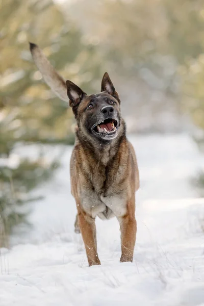 Owczarek Belgijski Malinois Pies Śniegu Pies Zimowym Lesie — Zdjęcie stockowe