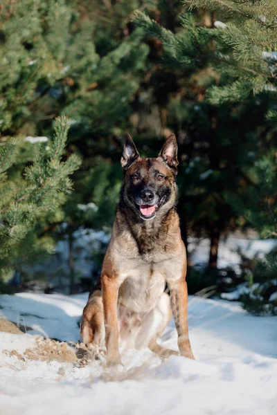 Belgian shepherd malinois dog in the snow. Dog in winter forest