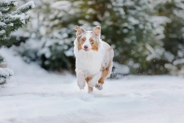 Australian Shepherd Perro Corriendo Nieve — Foto de Stock