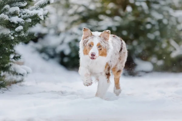 Australian Shepherd Dog Running Snow — Stock Photo, Image