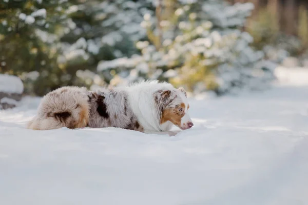 Anjing Gembala Australia Musim Dingin — Stok Foto