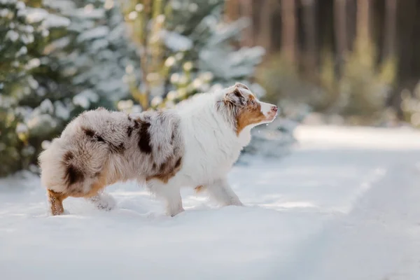 Australischer Schäferhund Läuft Schnee — Stockfoto