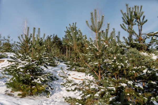 Dennentakken Sneeuw — Stockfoto