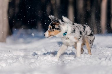 Border collie köpek yavrusu kış ormanında oynuyor. Kar manzarası