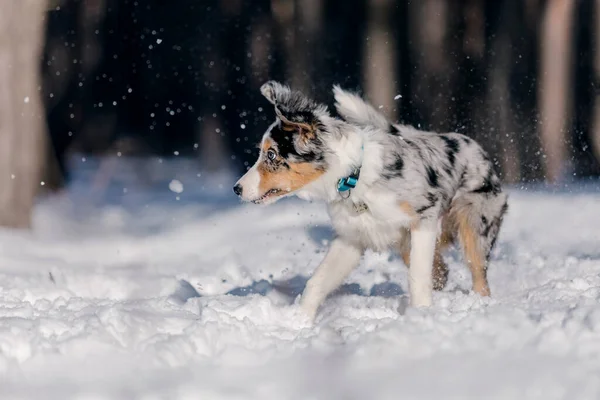 Border Collie Welpen Spielen Winterwald Schneelandschaft — Stockfoto