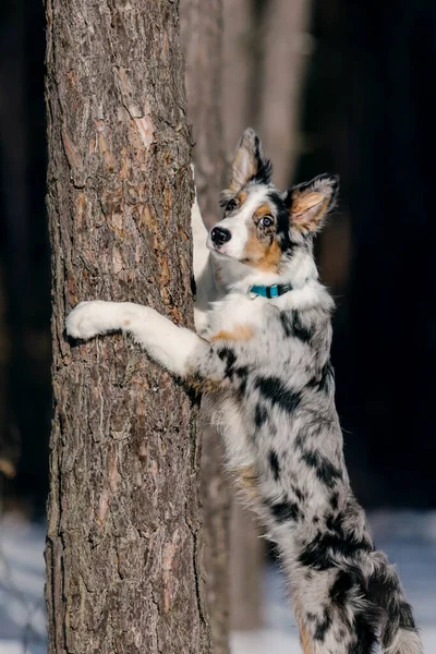 Grens Collie Puppy Het Winterbos Zwervend Landschap — Stockfoto