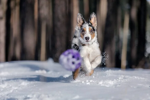 Cachorro Collie Fronterizo Jugando Bosque Invierno Paisaje Nevado — Foto de Stock