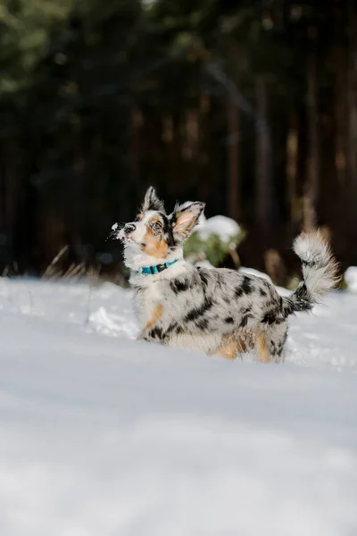 Border Collie Puppy Playing Winter Forest Snowing Landscape — Stock Photo, Image