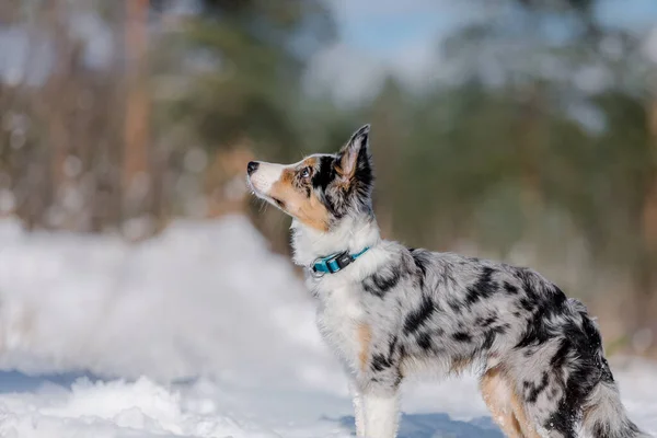 Cachorro Collie Fronterizo Bosque Invierno Paisaje Nevado — Foto de Stock