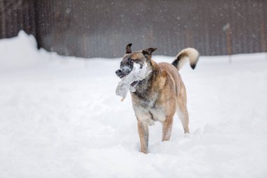 Belçika Çoban Köpeği Malinois karda