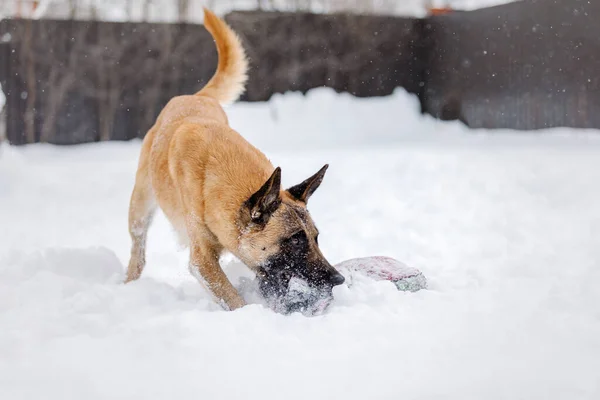 Belgian Shepherd Malinois dog in the snow