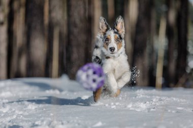 Kış ormanındaki Border Collie yavrusu. Kar manzarası