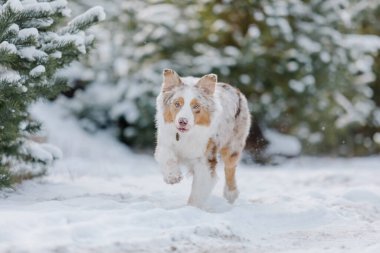 Kışın Avustralya çoban köpeği