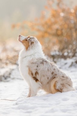 Kışın Avustralya çoban köpeği
