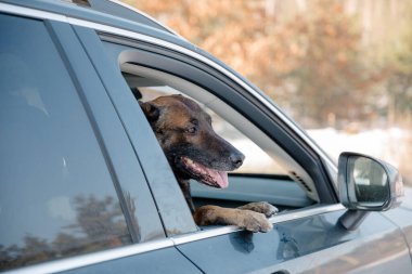 Arabada Belçikalı çoban köpeği var. Yoldaki pencereden bakan köpek..