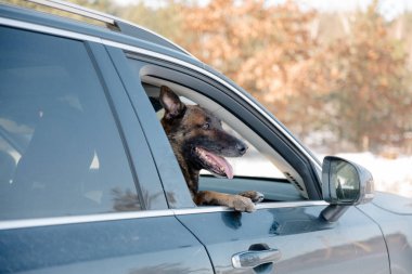 Arabada Belçikalı çoban köpeği var. Yoldaki pencereden bakan köpek..