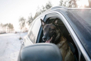 Arabada Belçikalı çoban köpeği var. Yoldaki pencereden bakan köpek..