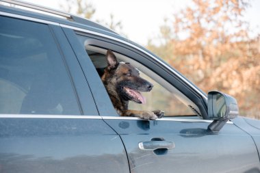 Arabada Belçikalı çoban köpeği var. Yoldaki pencereden bakan köpek..
