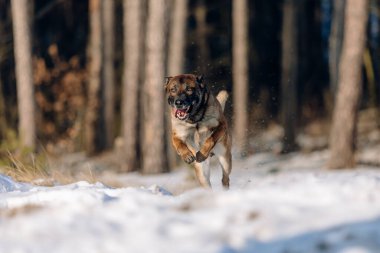 Karda kalmış Belçikalı çoban köpeği. Kış ormanındaki köpek.