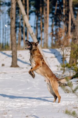Karda kalmış Belçikalı çoban köpeği. Kış ormanındaki köpek.