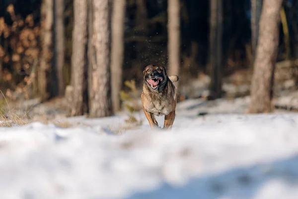 Belgian shepherd malinois dog in the snow. Dog in winter forest