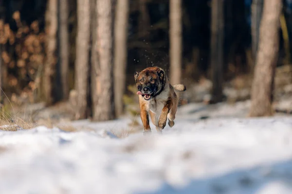 Belgian shepherd malinois dog in the snow. Dog in winter forest