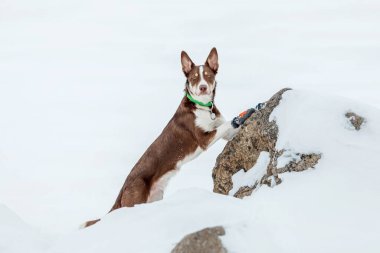 Kış mevsiminde kar yağan çoban köpeği.