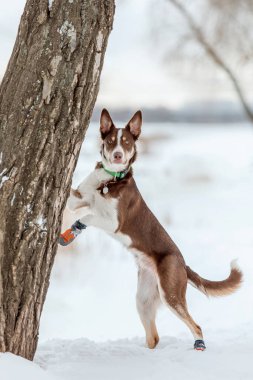Kış mevsiminde kar yağan çoban köpeği.