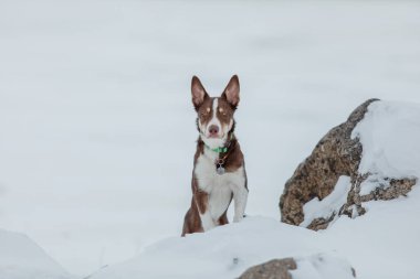 Kış mevsiminde kar yağan çoban köpeği.