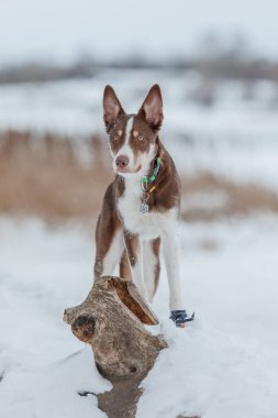 Kış mevsiminde kar yağan çoban köpeği.