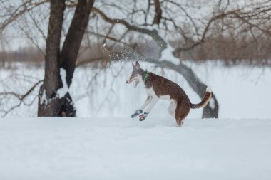 Kış mevsiminde kar yağan çoban köpeği.