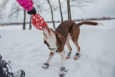Kış mevsiminde kar yağan çoban köpeği.
