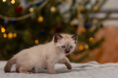 Şirin küçük kedi yavrusu. Arka planda Noel ve Yeni Yıl Bokeh 'i.