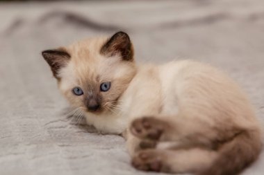 Yumuşak bir battaniyenin üzerinde şirin, gri bir kedi yavrusu..