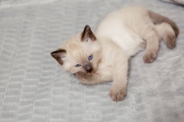 Yumuşak bir battaniyenin üzerinde şirin, gri bir kedi yavrusu..